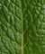 Ricarica Desodorante stick Menthe Eucalyptus
