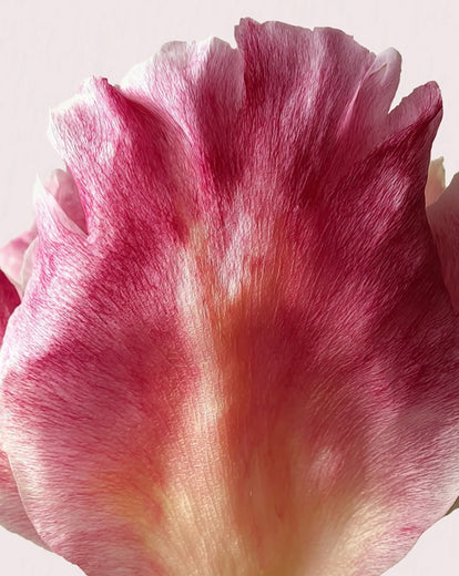 Kit Scoperta Deodorante stick Rose Pivoine