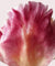 Kit Scoperta Deodorante stick Rose Pivoine